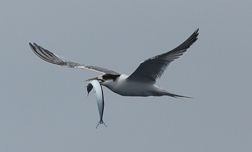 Great Crested Tern - ML647457626