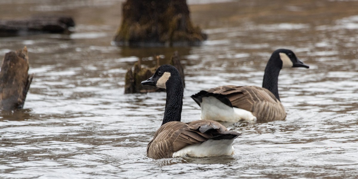 Branta kanadar handia - ML647457627