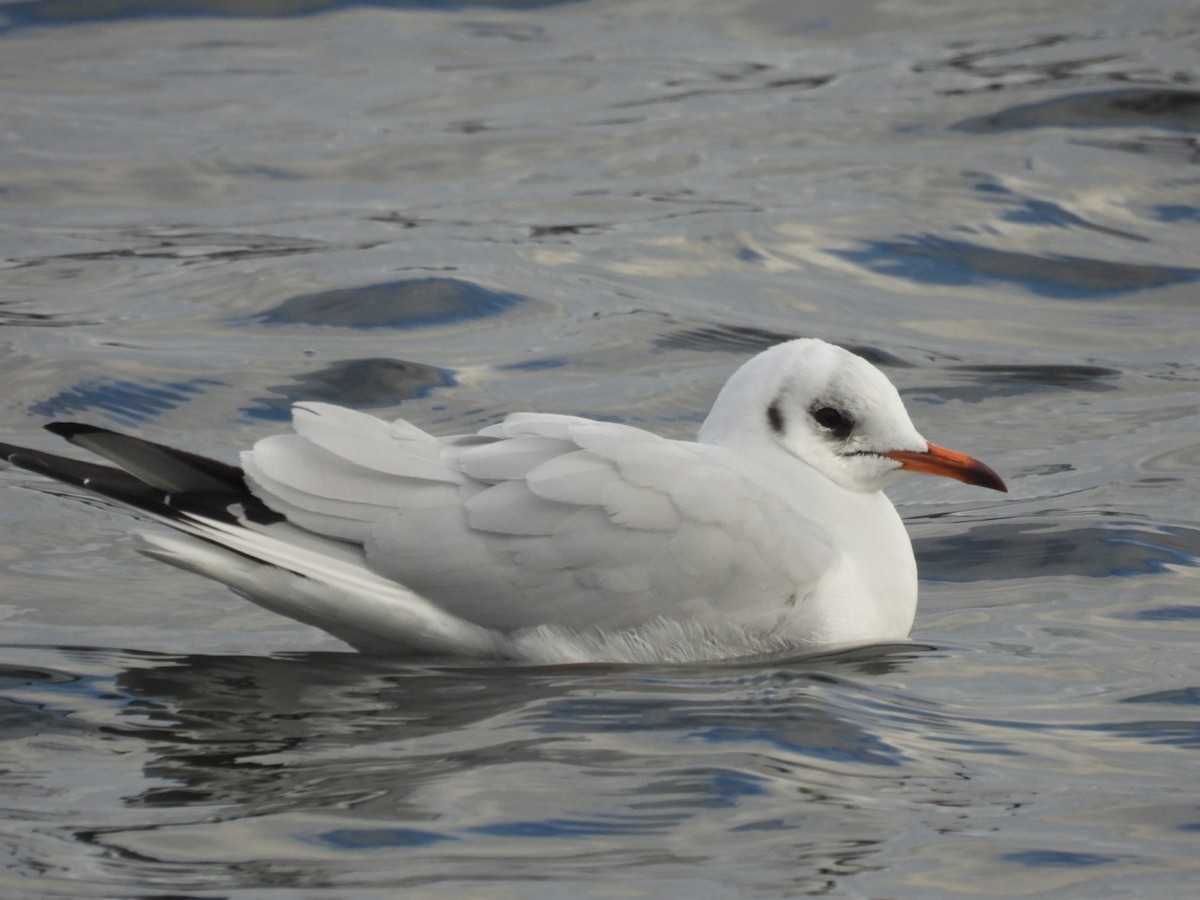 Antxeta mokogorria - ML647457628