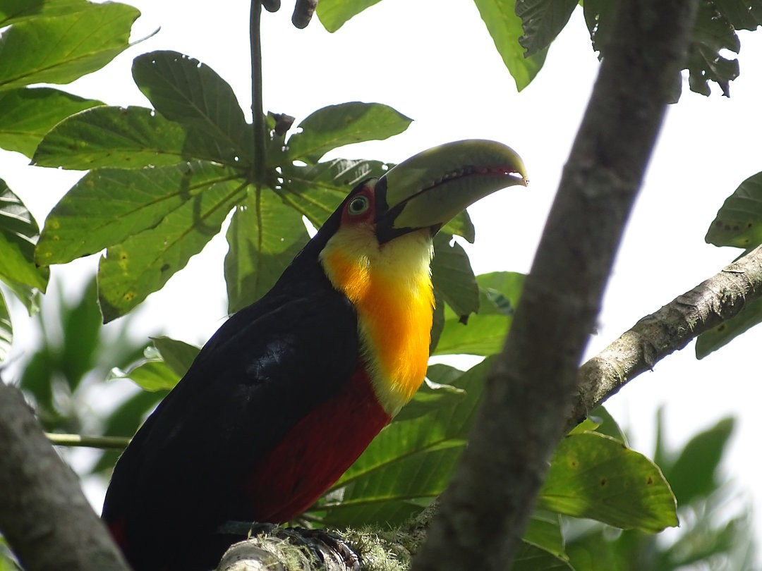 Red-breasted Toucan - ML647457629