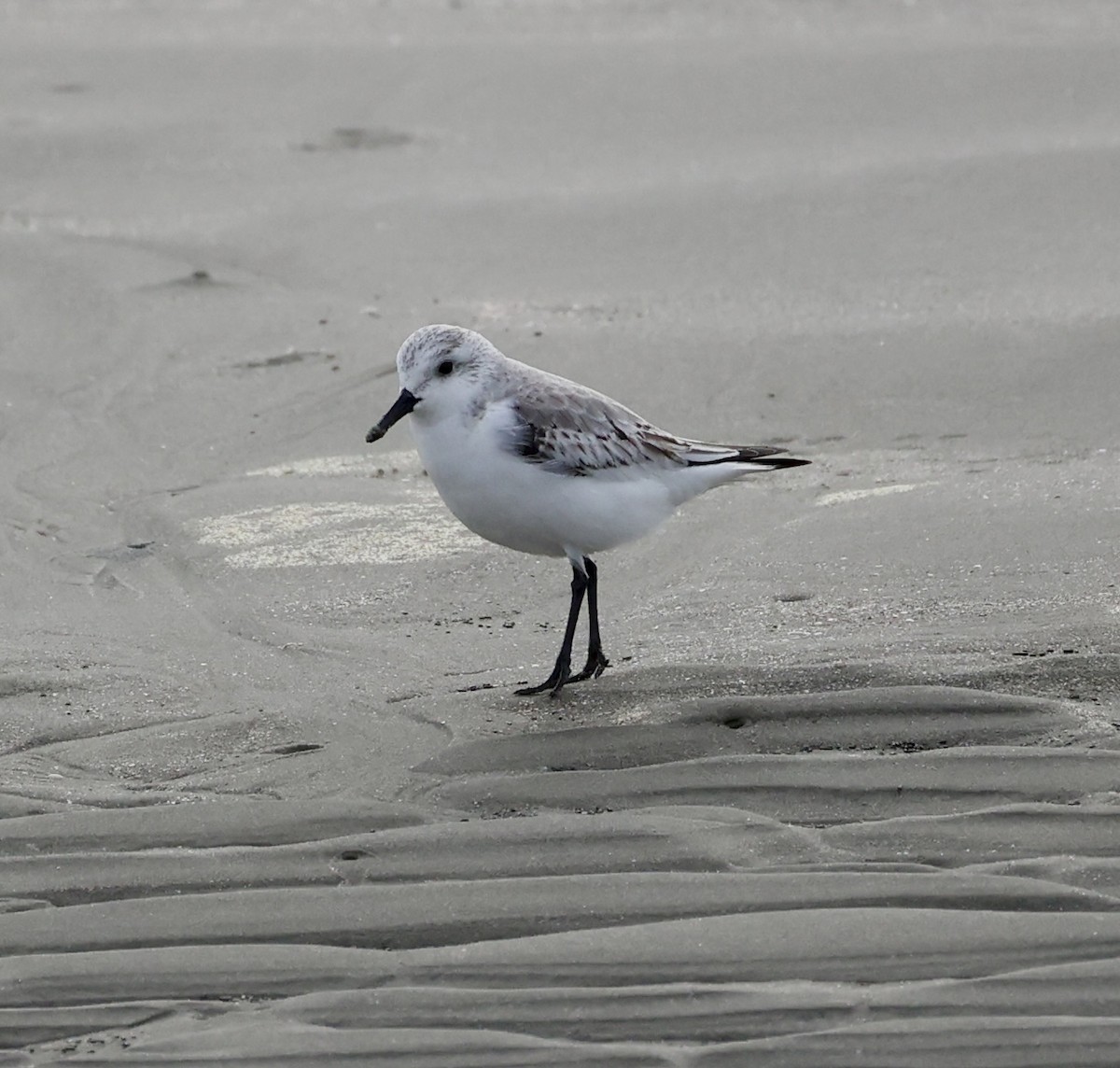 Txirri zuria - ML647457632