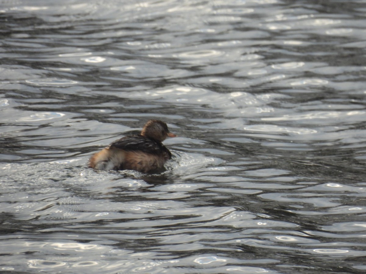 Txilinporta txikia - ML647457633