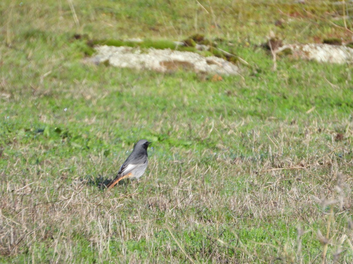 Buztangorri iluna - ML647457634