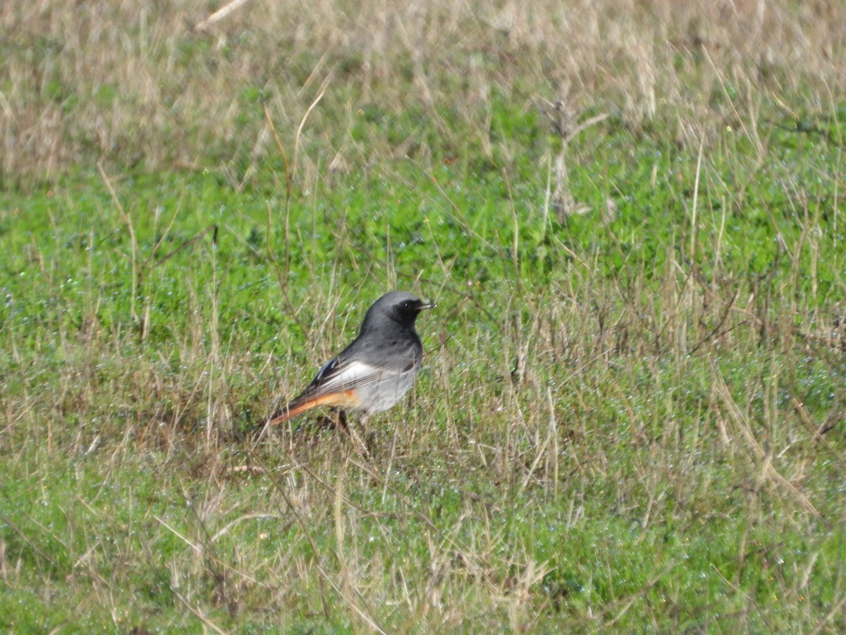 Buztangorri iluna - ML647457635