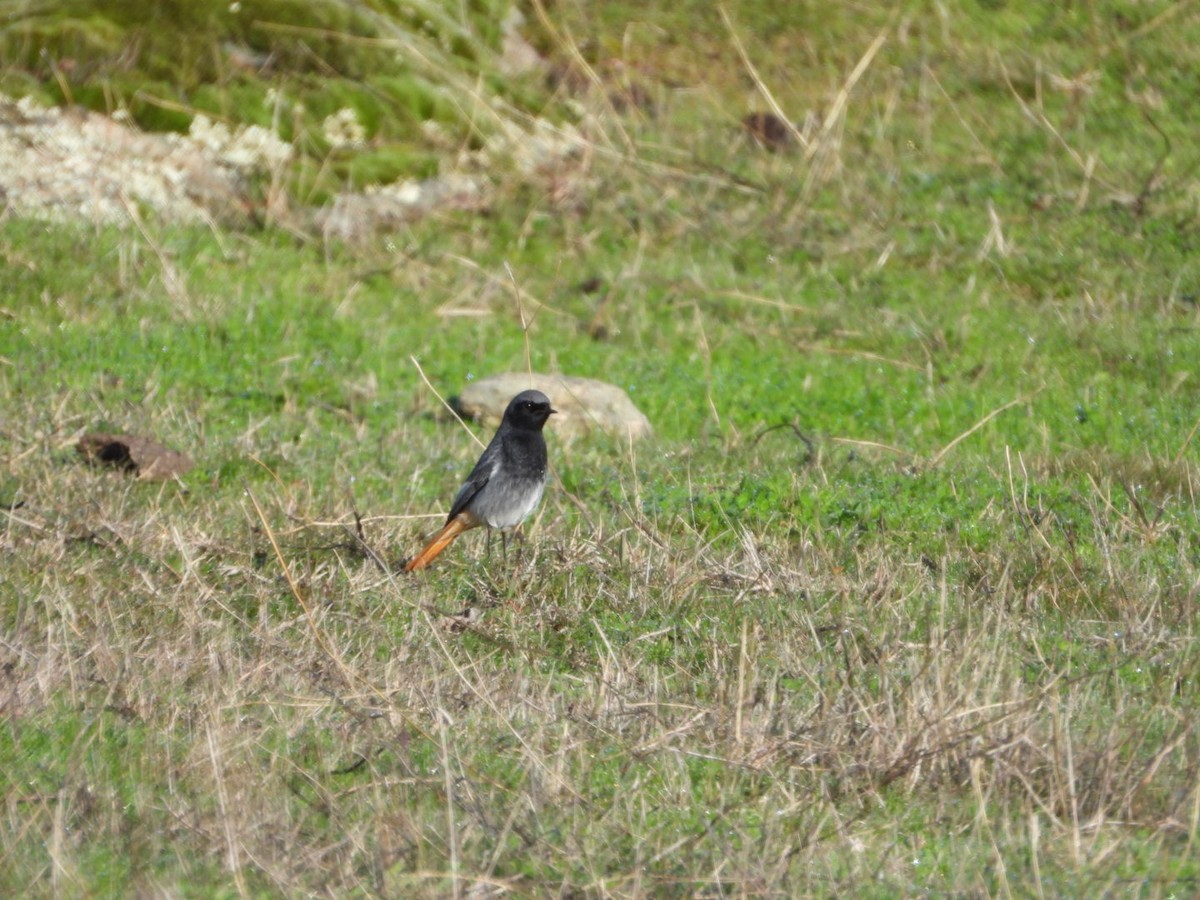 Buztangorri iluna - ML647457636