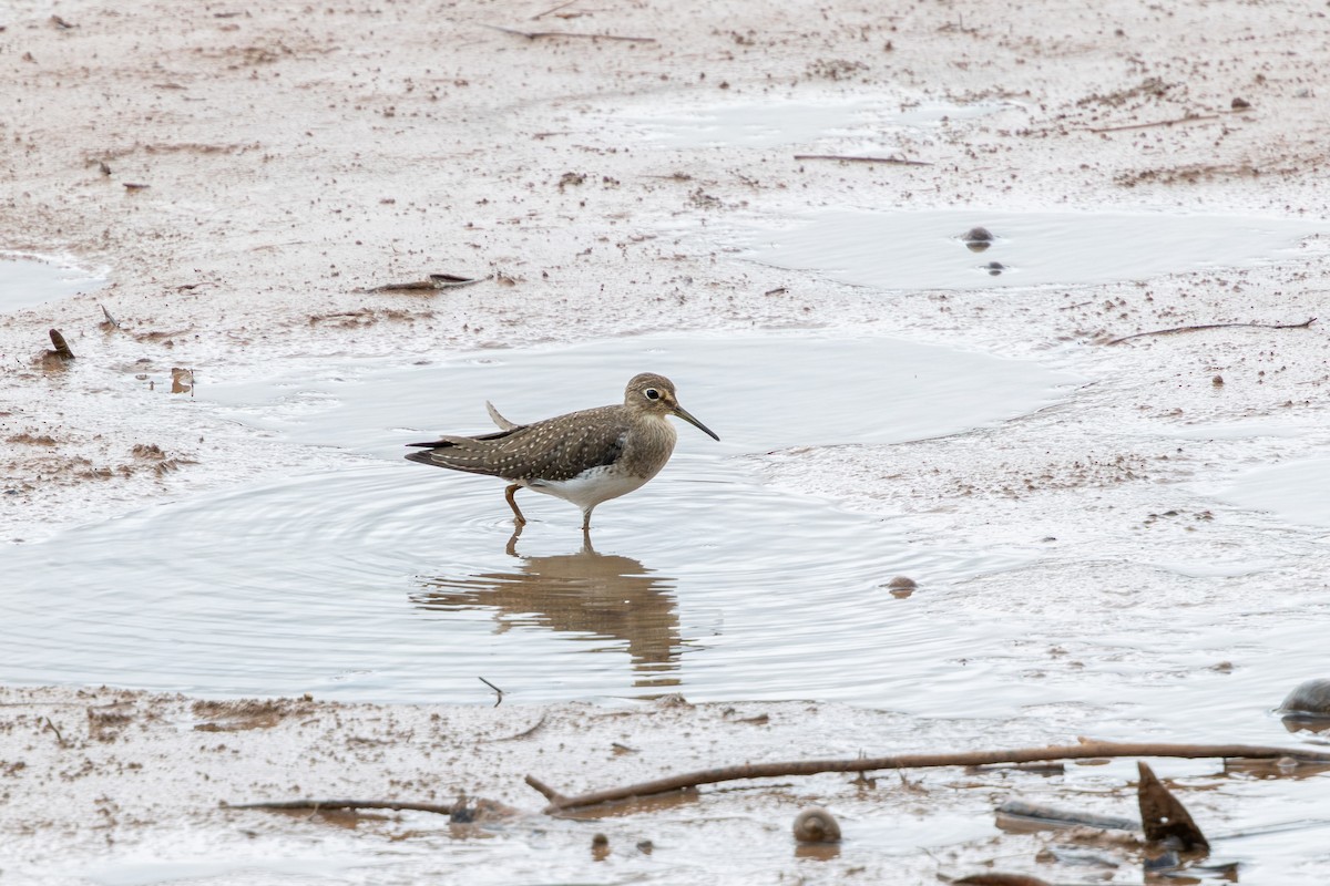 Solitary Sandpiper - ML647457638