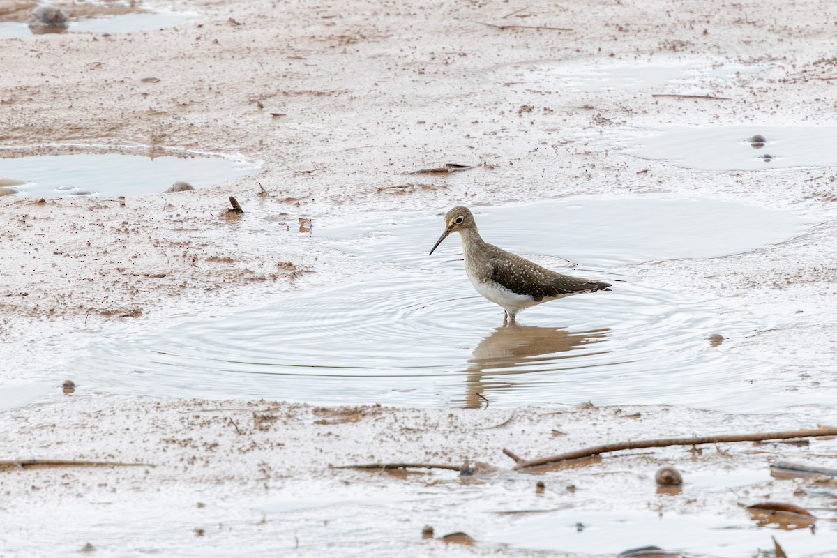 Kuliska bakartia - ML647457639