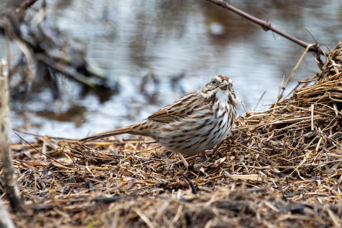 Song Sparrow - ML647457641