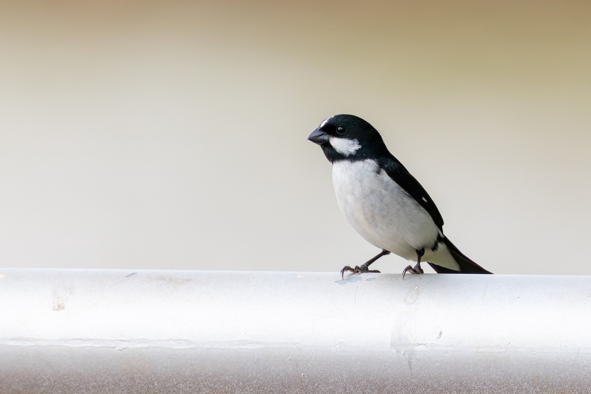 Lined Seedeater - ML647457643