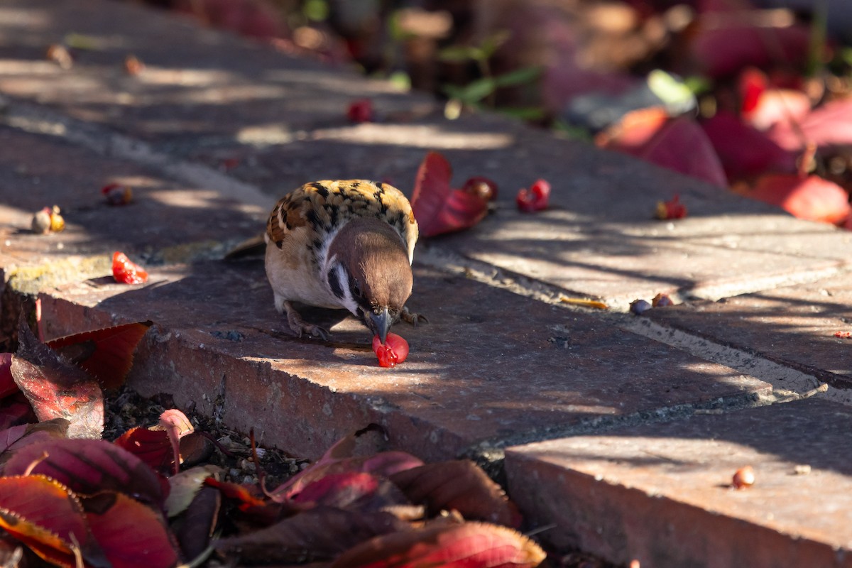 Landa-txolarrea - ML647457645