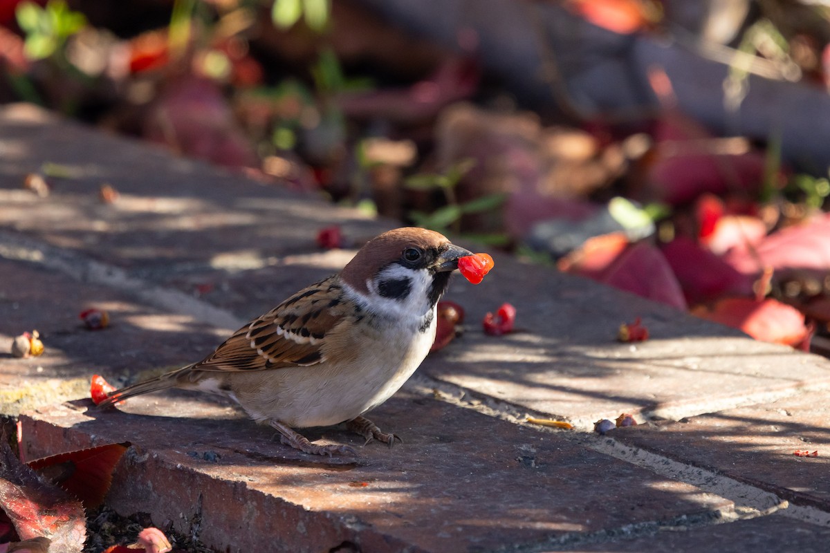 Landa-txolarrea - ML647457646