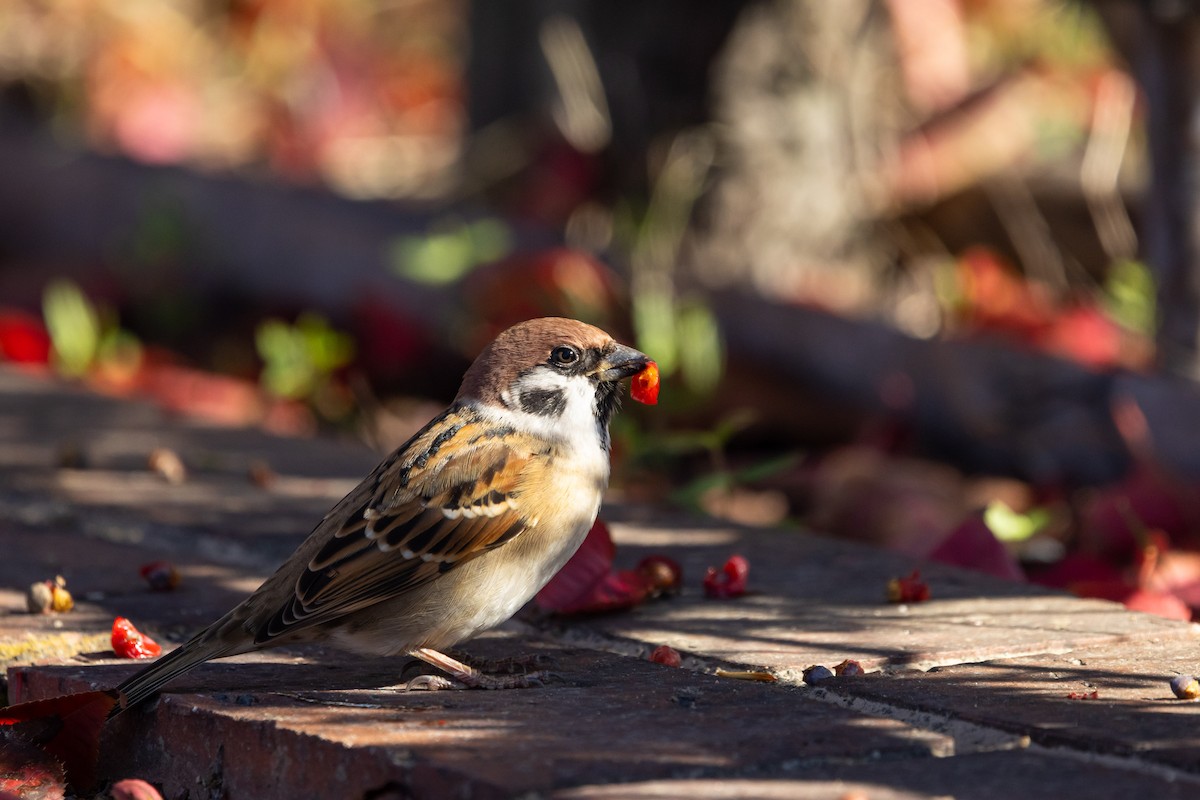 Landa-txolarrea - ML647457647