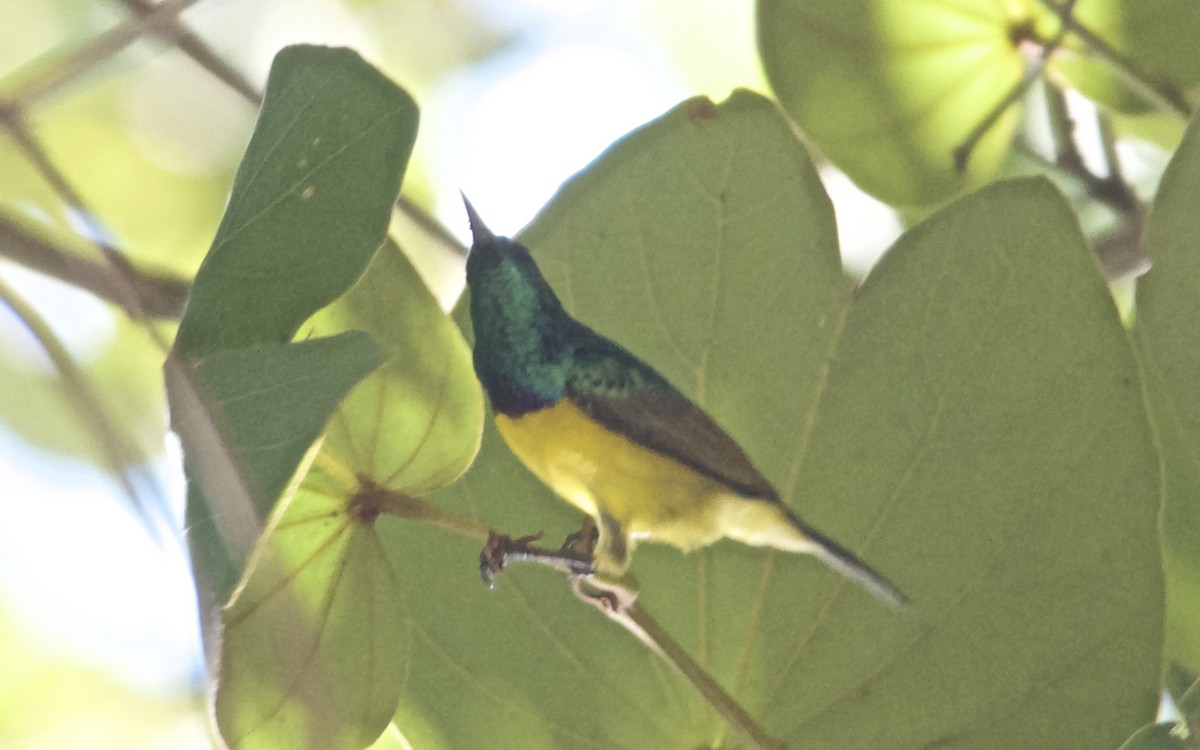 Саїманга зеленовола - ML647457658