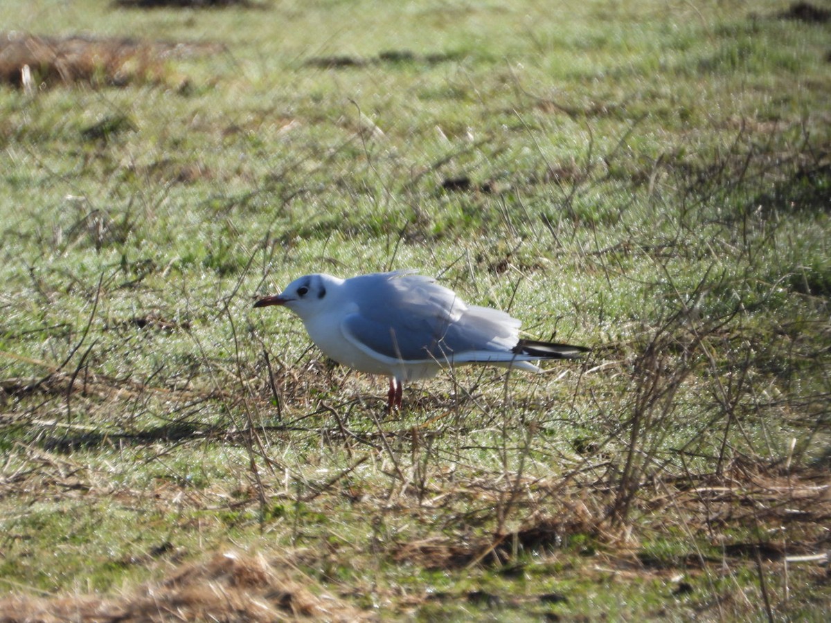 Black-headed Gull - ML647457663