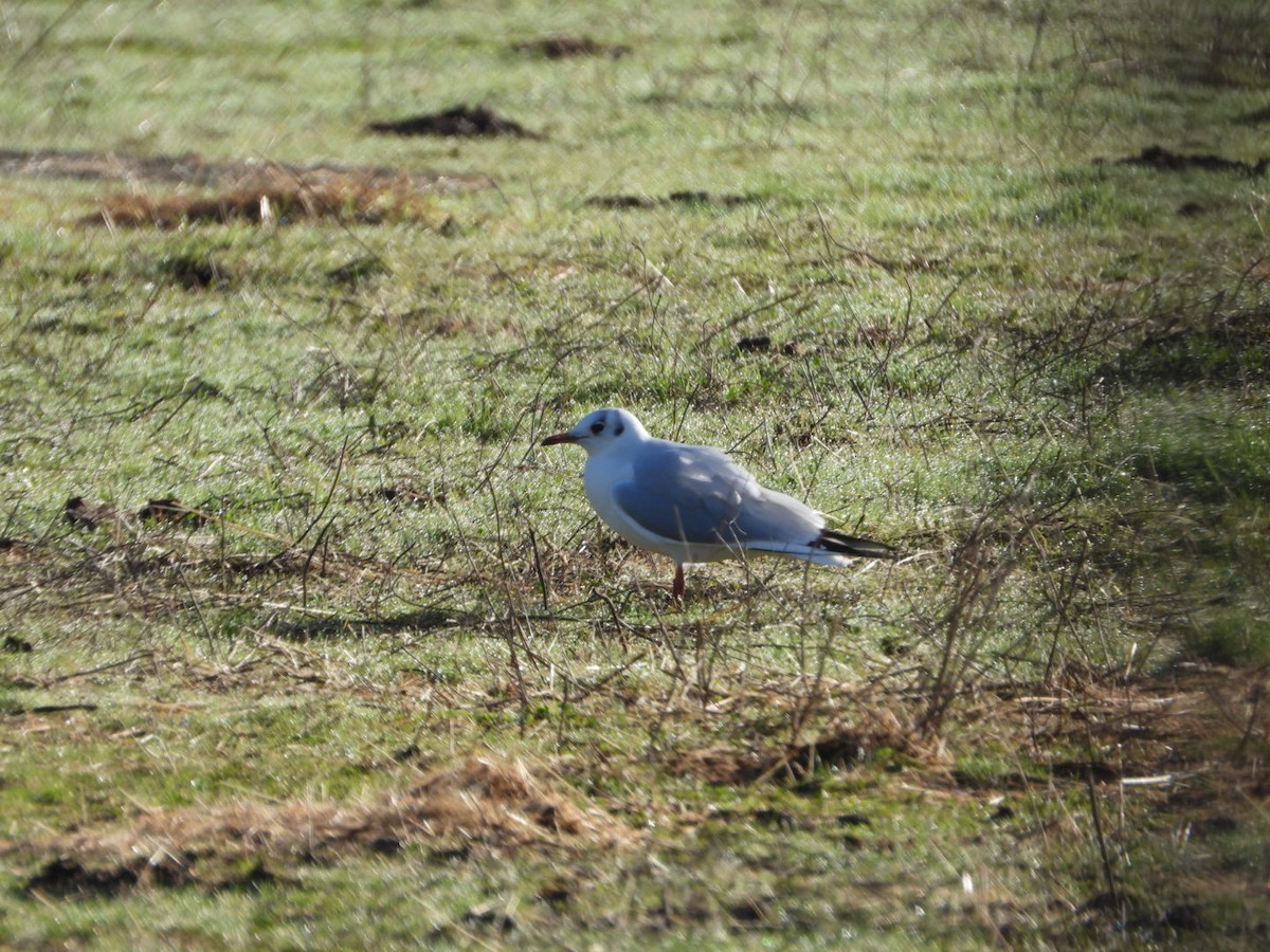 Black-headed Gull - ML647457664