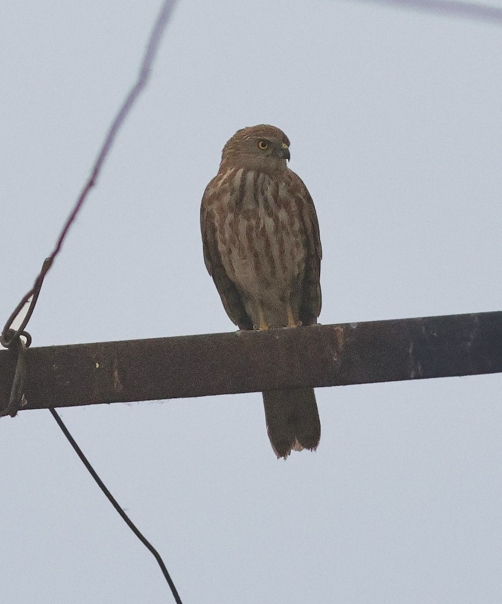 Shikra - ML647457666