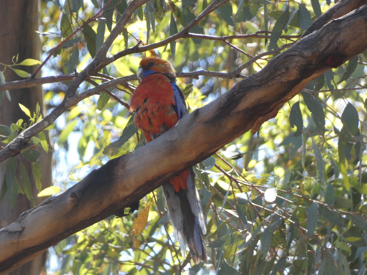 Crimson Rosella (Adelaide) - ML647457667