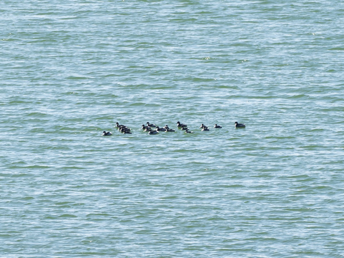 Eared Grebe - ML647457669