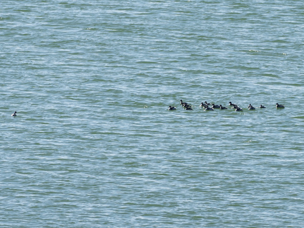 Eared Grebe - ML647457670
