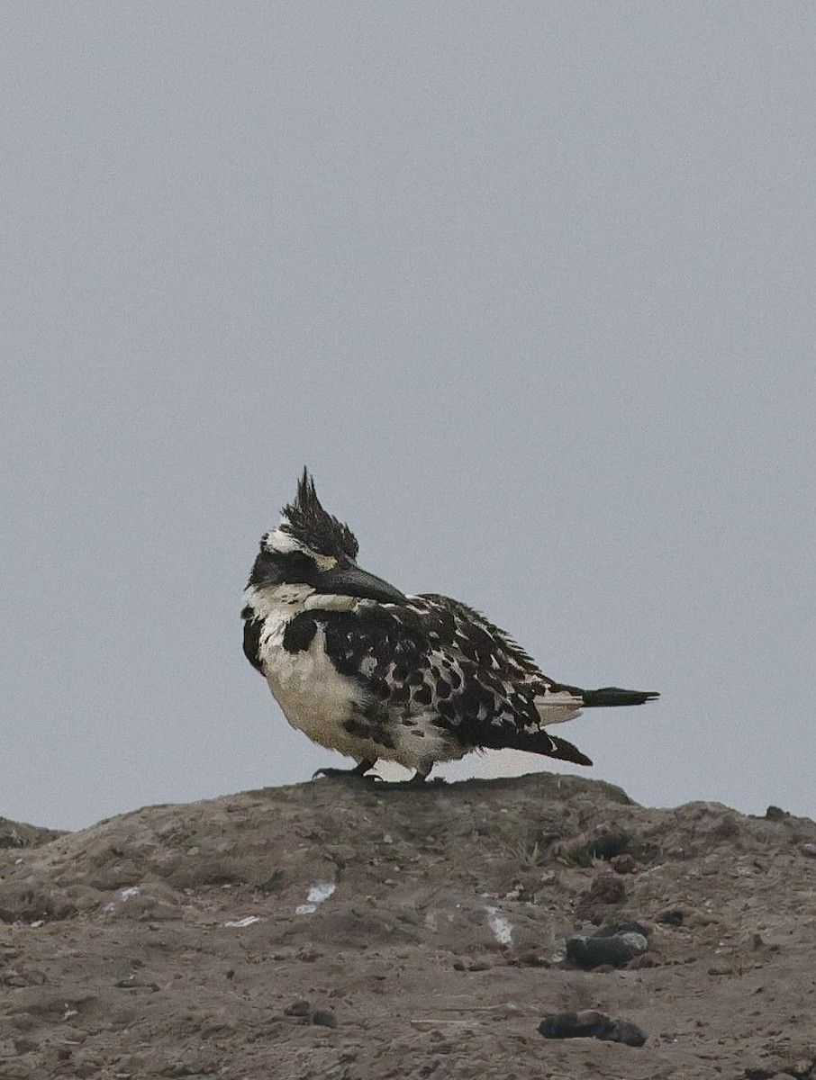 Pied Kingfisher - ML647457672