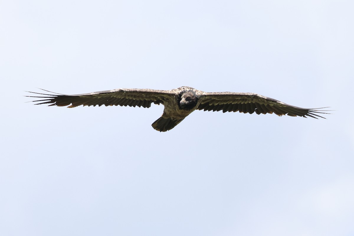 Bearded Vulture - ML647457675