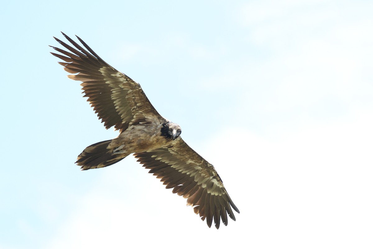 Bearded Vulture - ML647457678