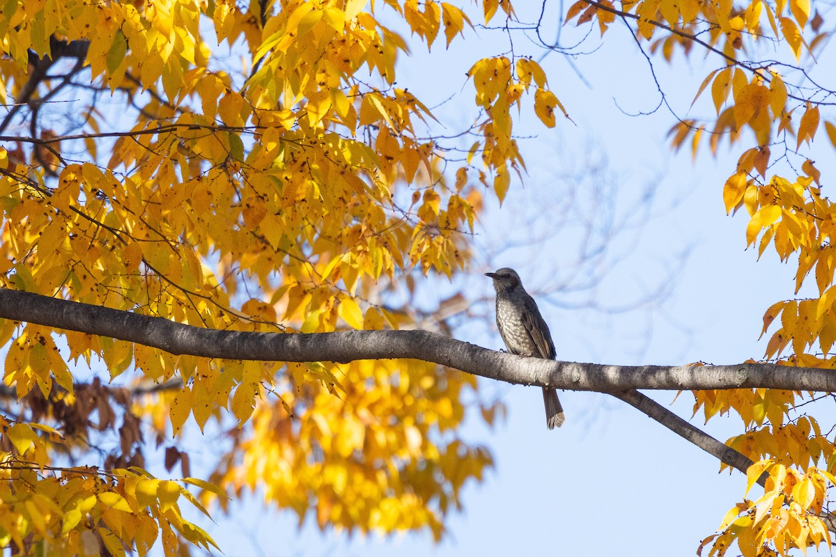 Brown-eared Bulbul - ML647457679