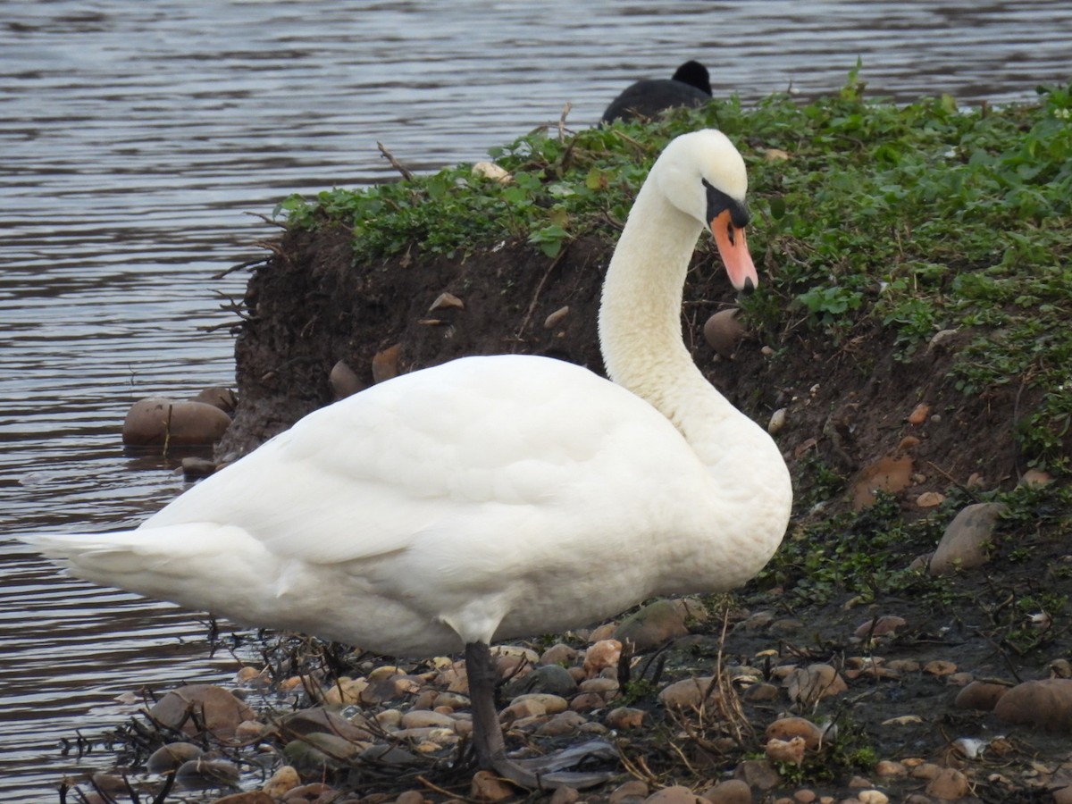 Mute Swan - ML647457680