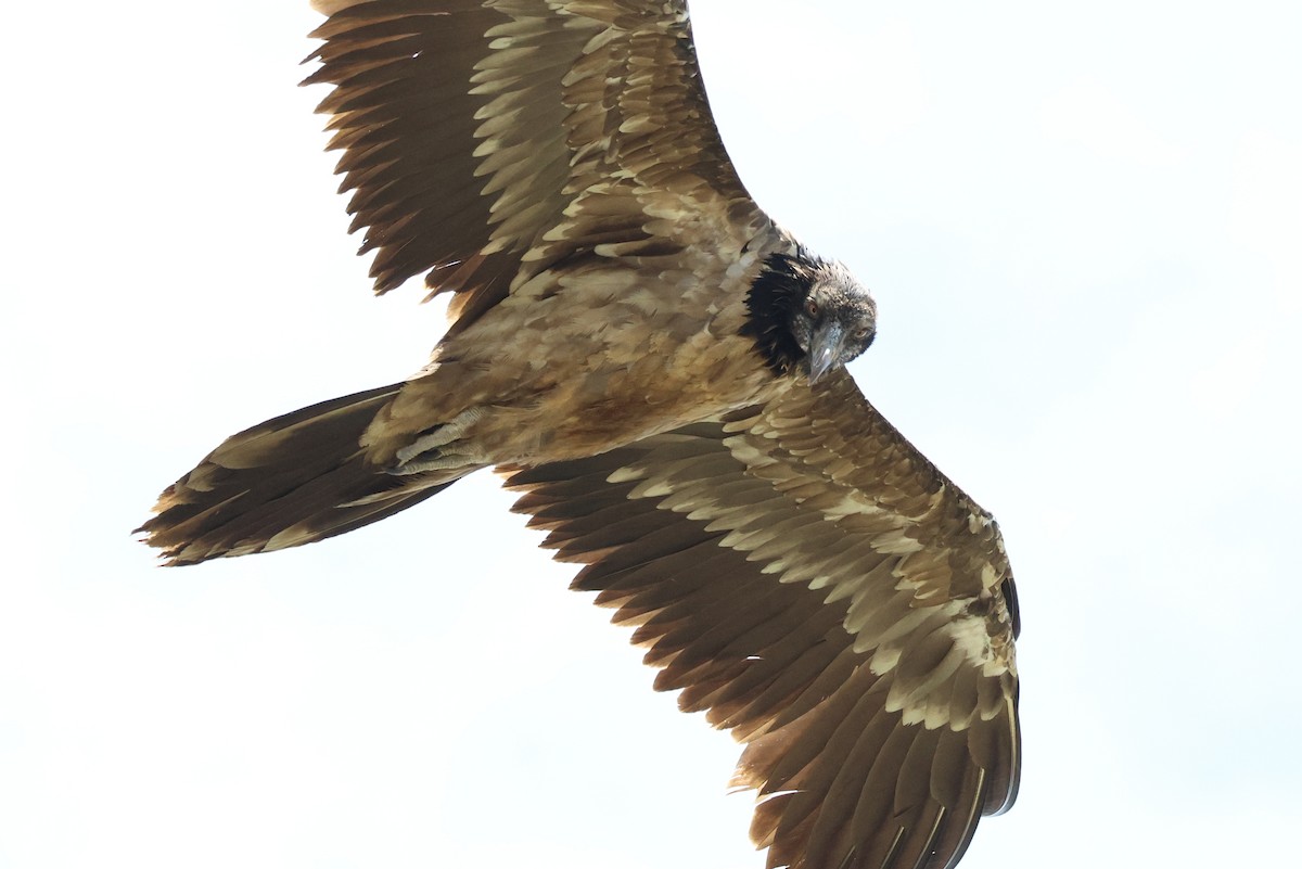Bearded Vulture - ML647457681
