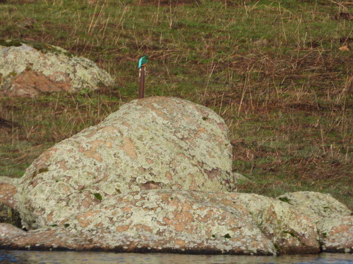 Common Kingfisher - ML647457682