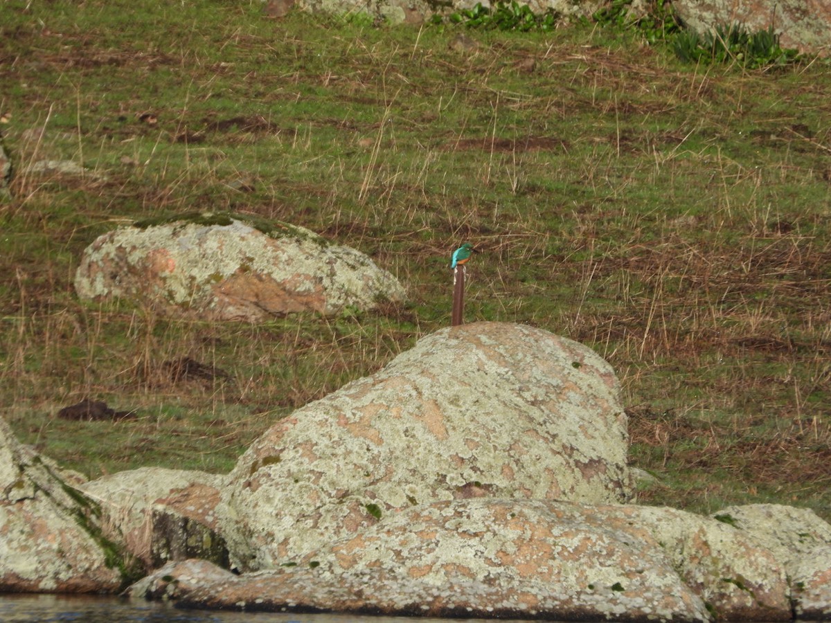 Common Kingfisher - ML647457683