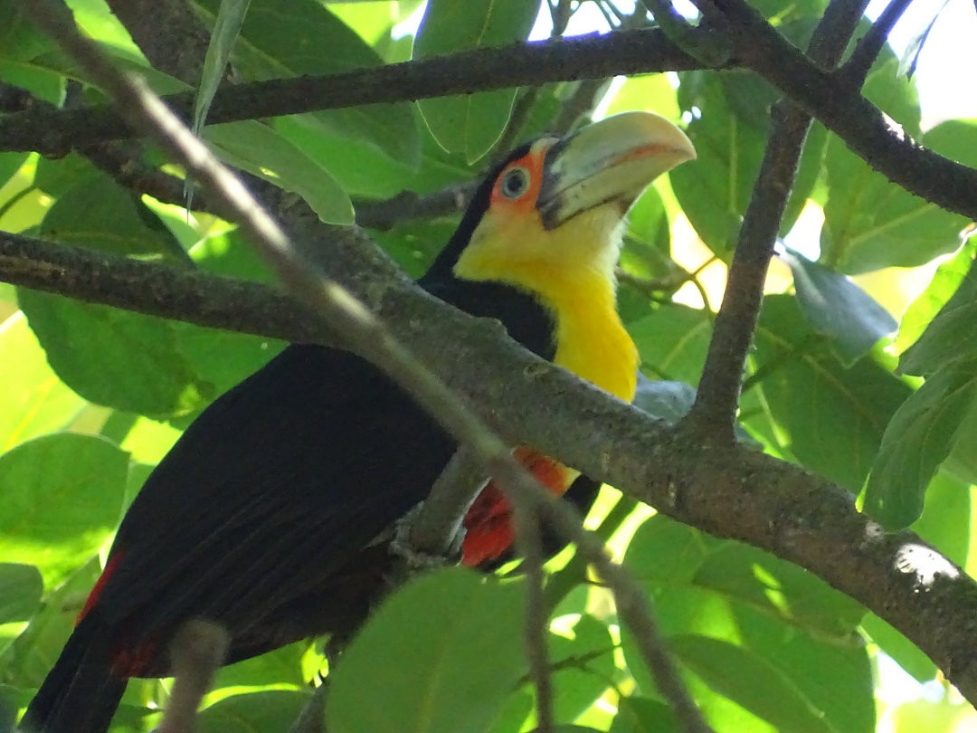 Red-breasted Toucan - ML647457684