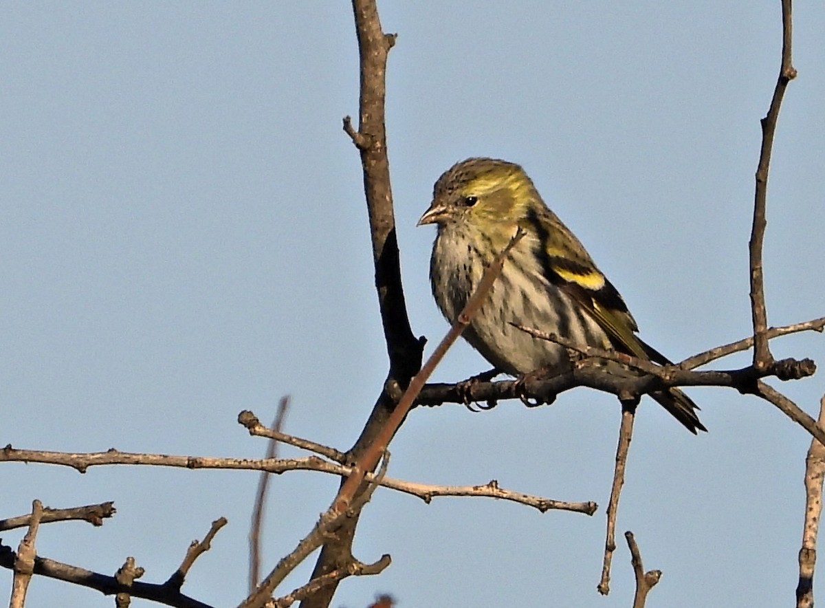 Eurasian Siskin - ML647457687