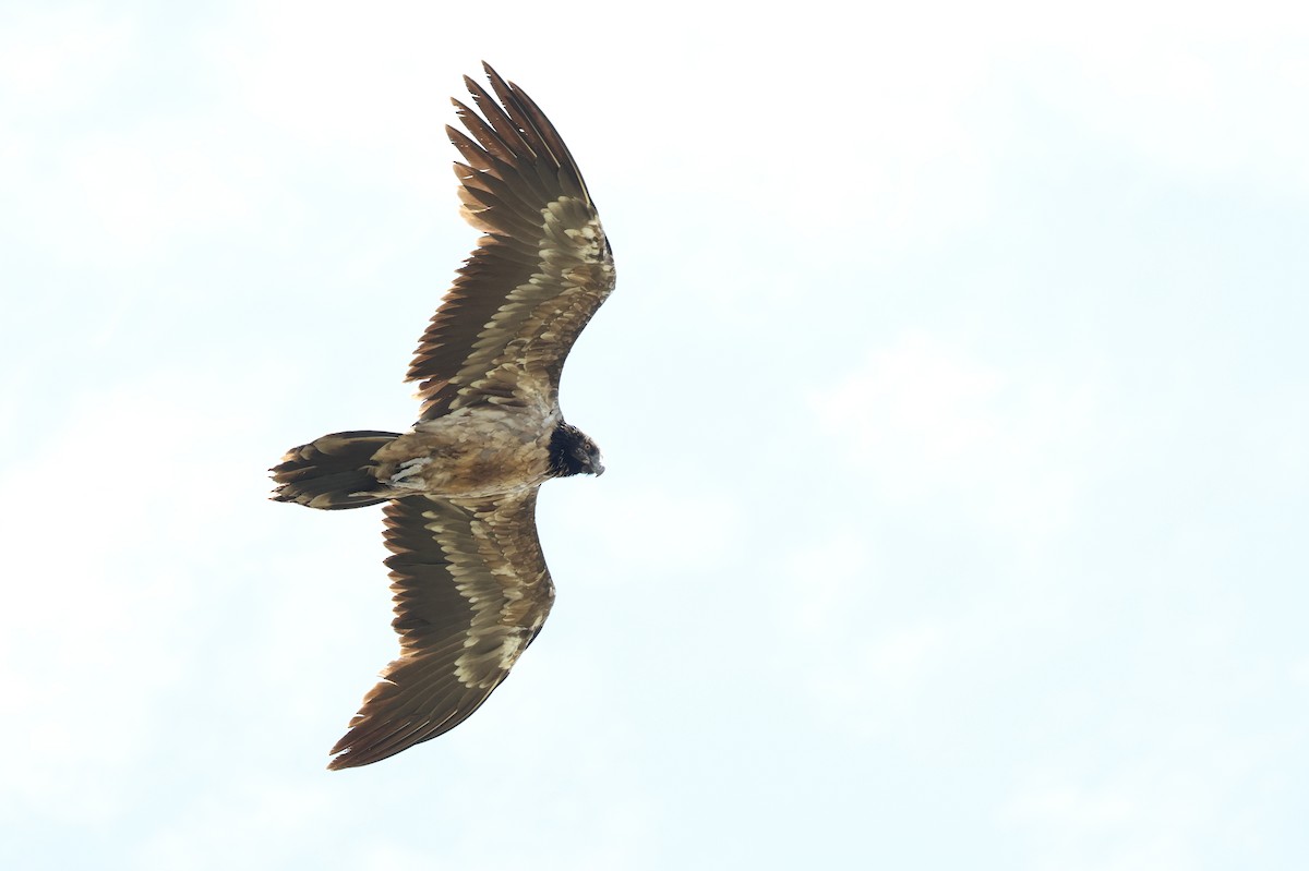Bearded Vulture - ML647457690