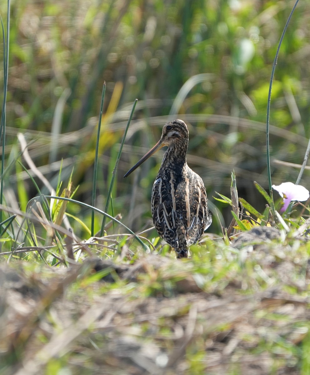 Common Snipe - ML647457691