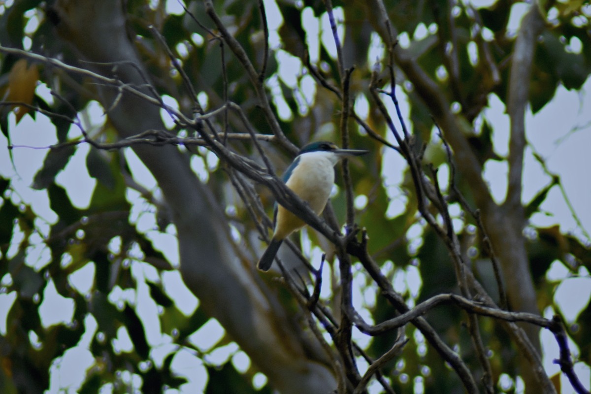 Sacred Kingfisher - ML647457692