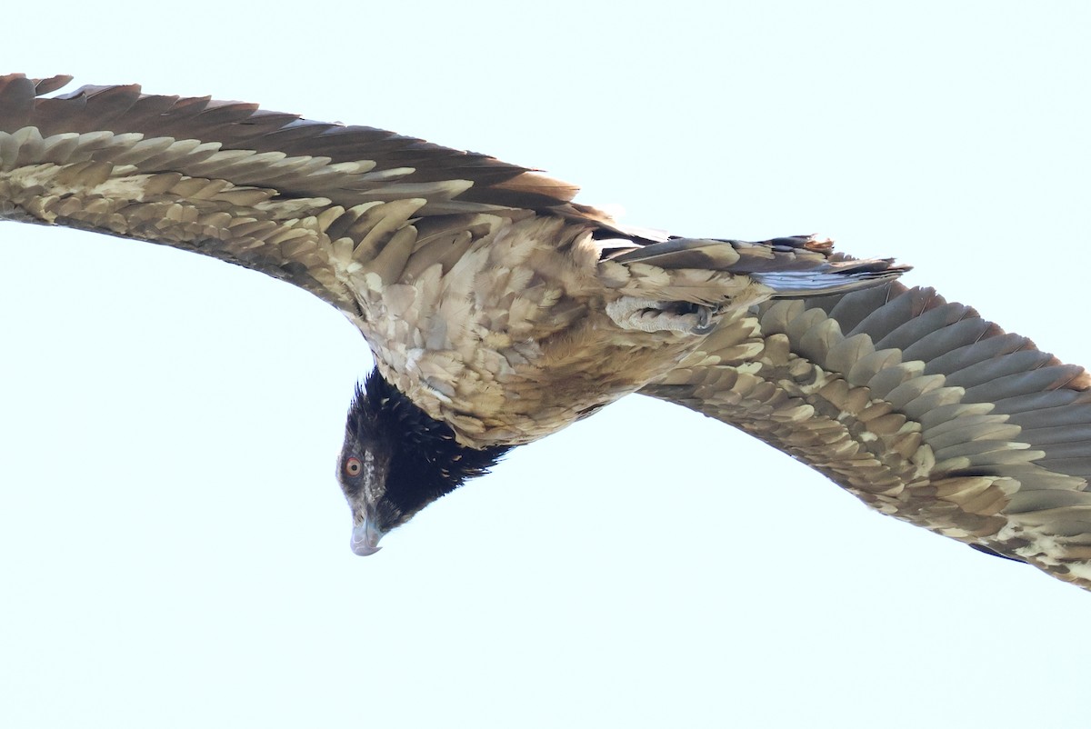 Bearded Vulture - ML647457693