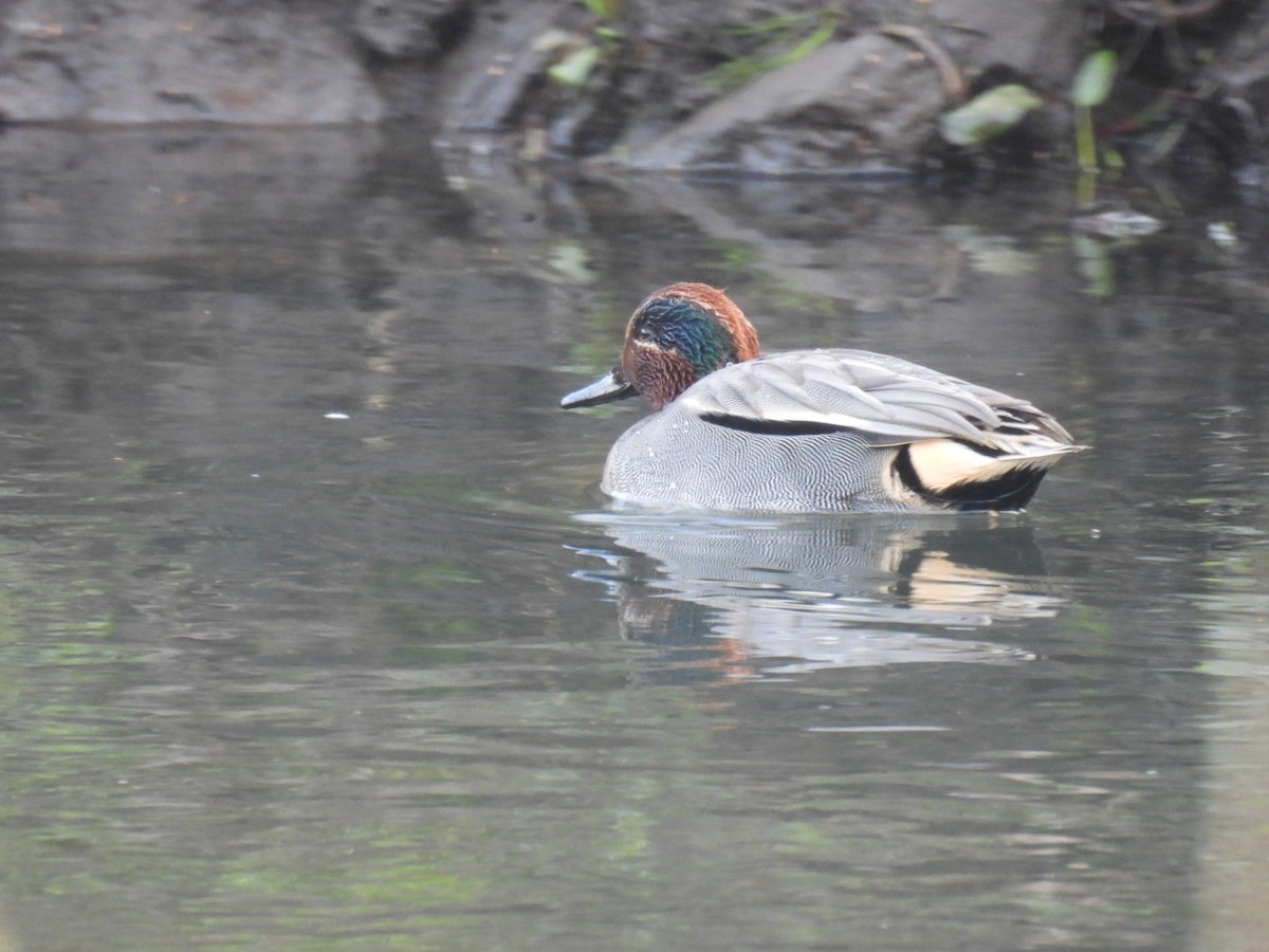 Green-winged Teal (Eurasian) - ML647457695