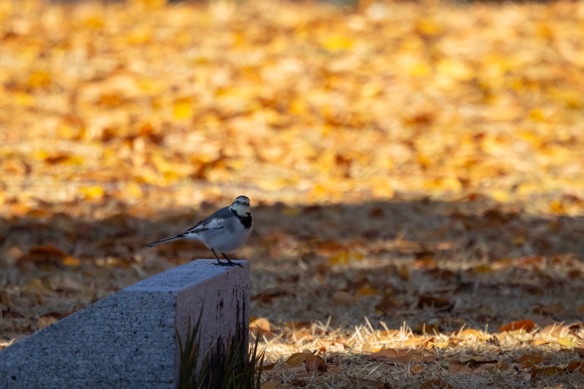 konipas bílý (ssp. lugens) - ML647457698