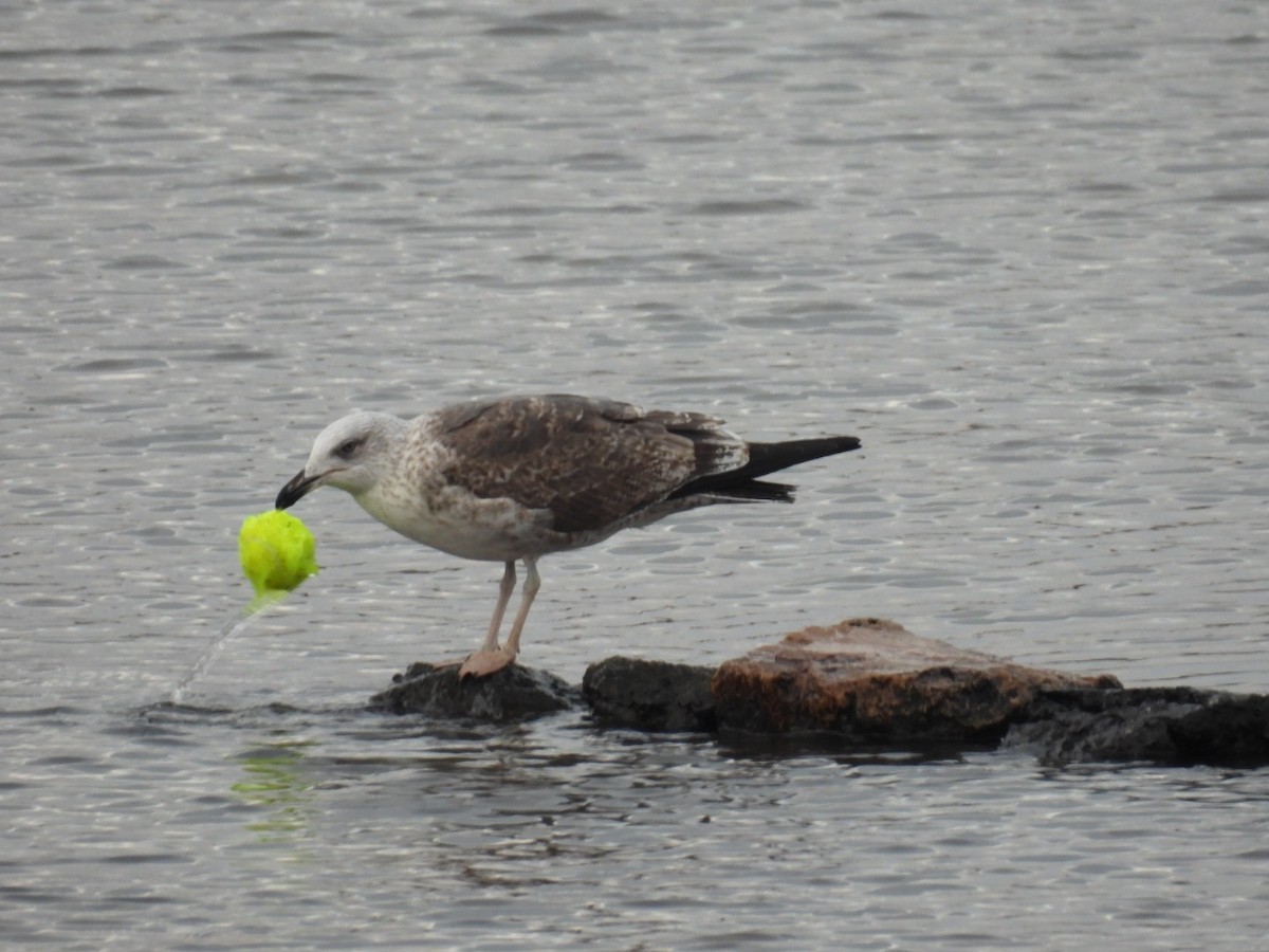 Kaio iluna - ML647457704