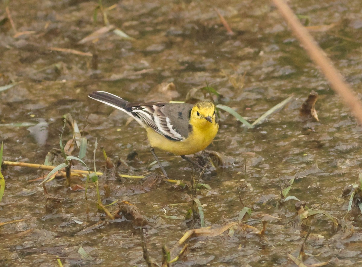 נחליאלי לימוני - ML647457709