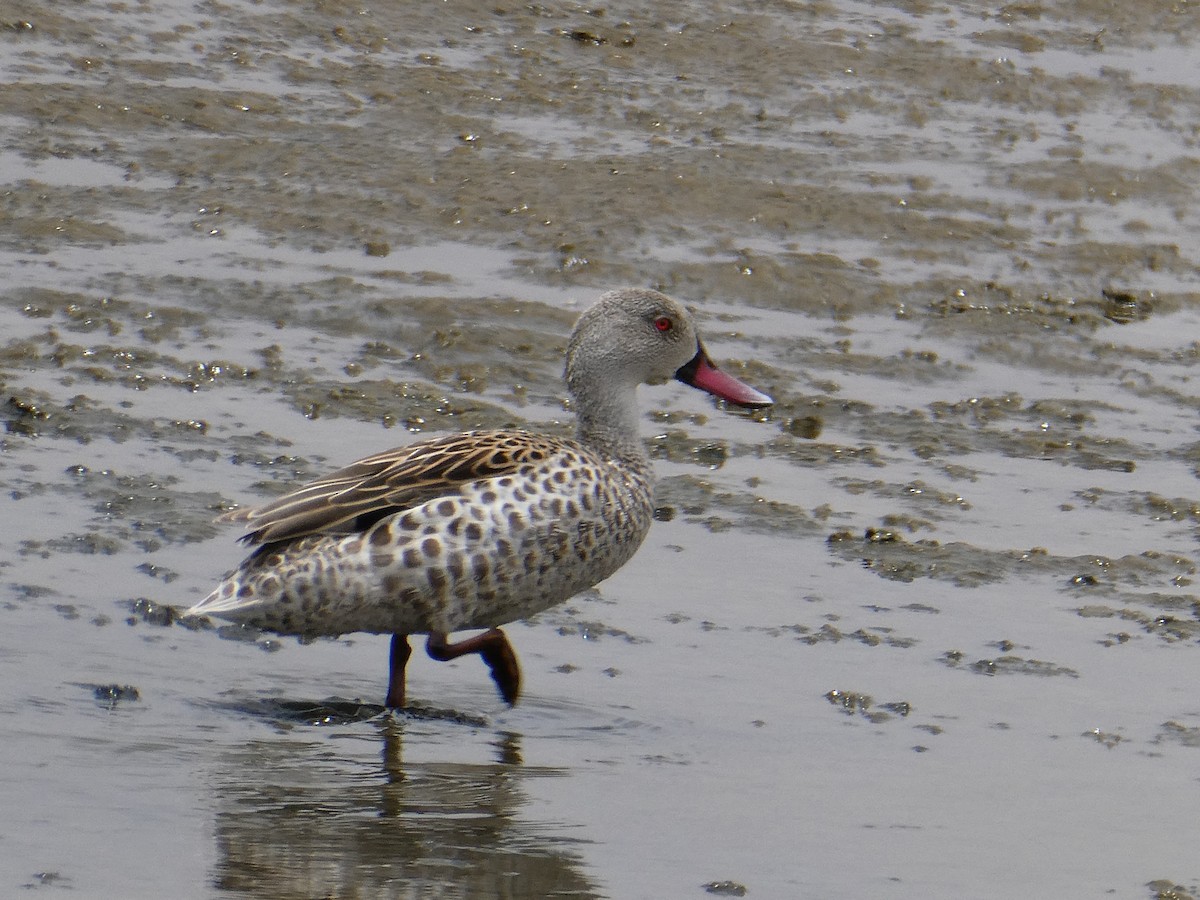 Cape Teal - ML647457730