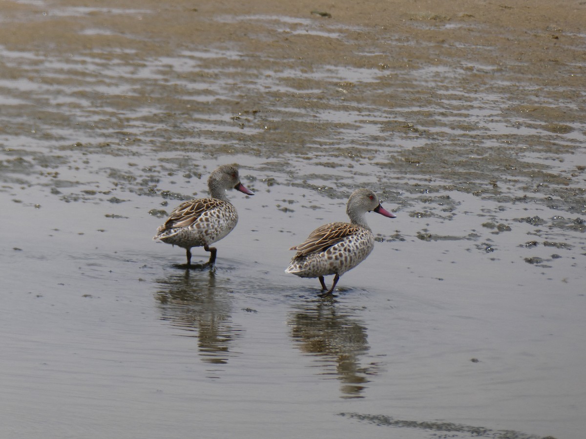 Cape Teal - ML647457731