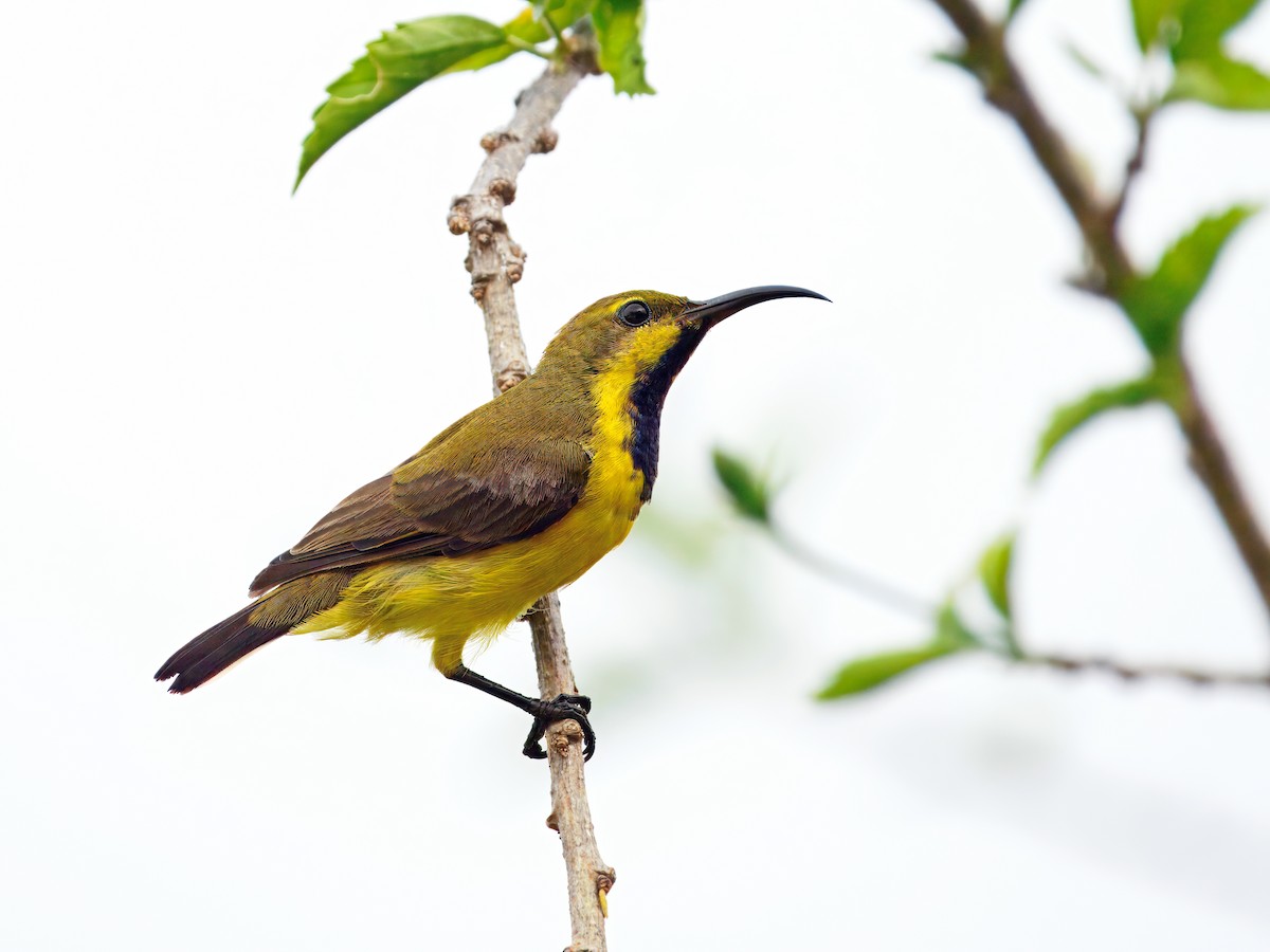Sahul Sunbird - ML647457737