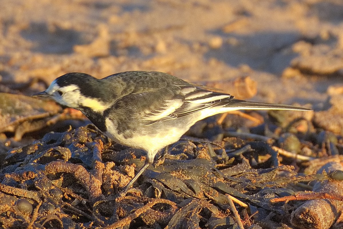 konipas bílý (ssp. yarrellii) - ML647457738