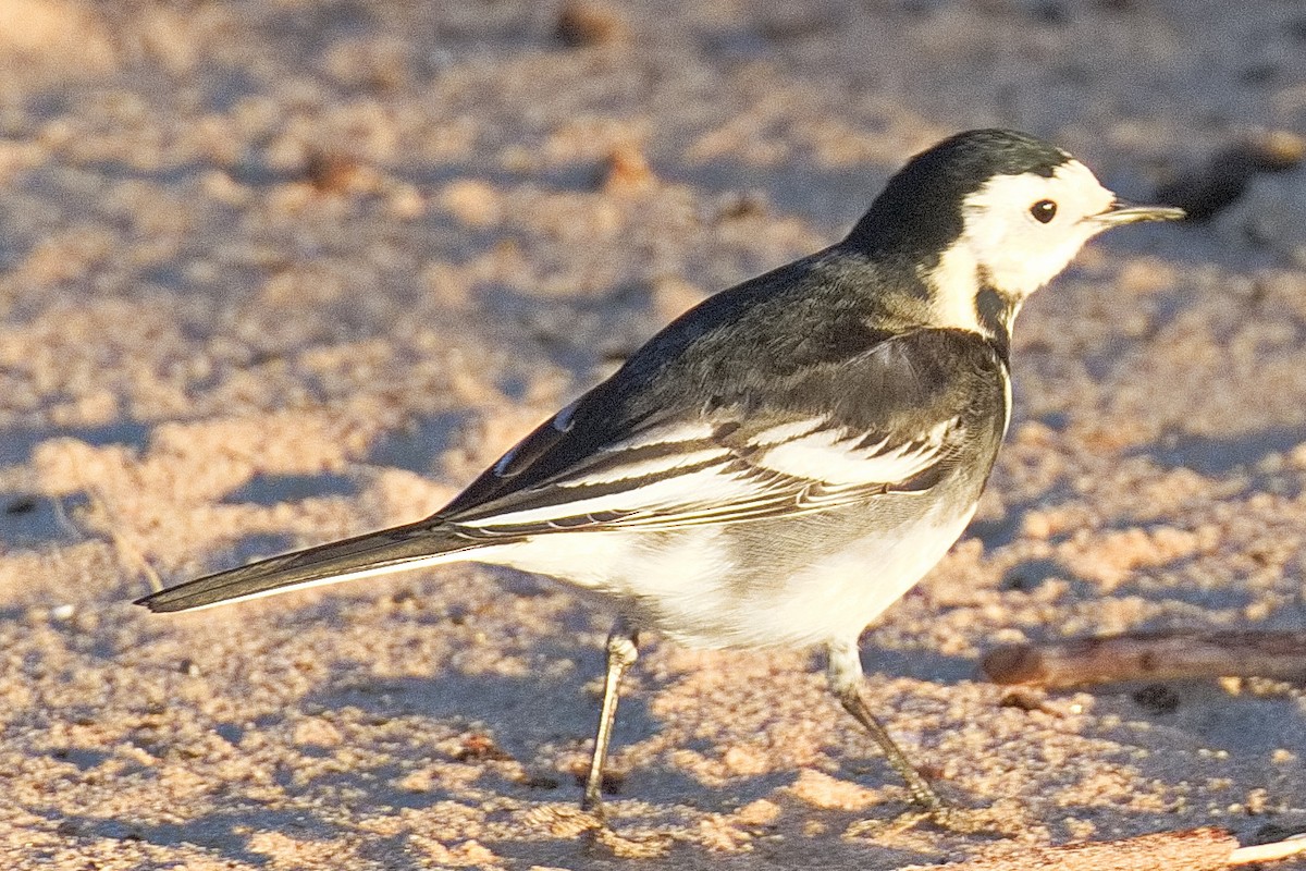 konipas bílý (ssp. yarrellii) - ML647457744