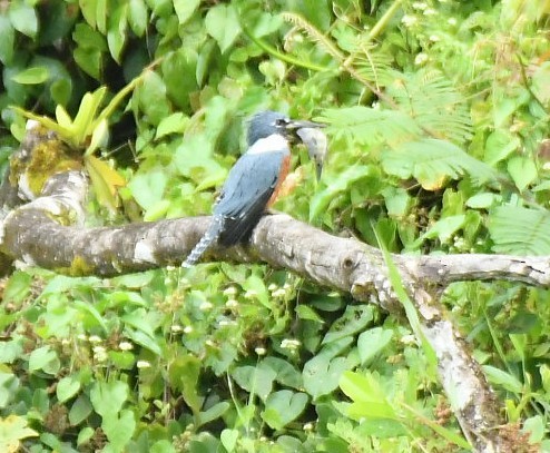 Ringed Kingfisher - ML647457745