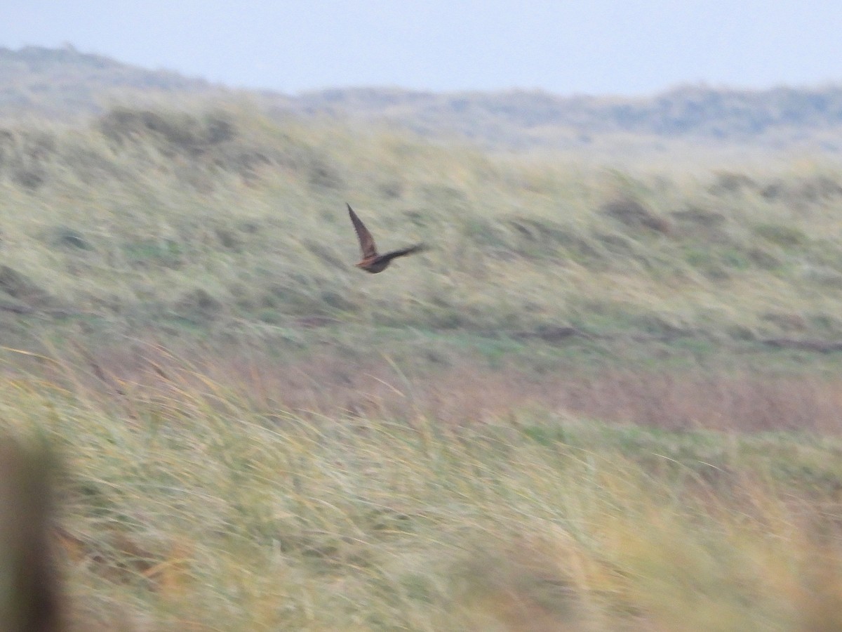Eurasian Woodcock - ML647457768