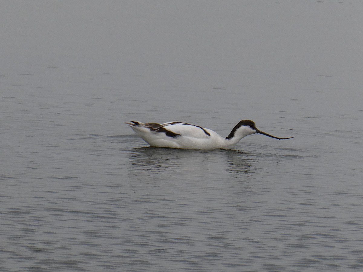 Pied Avocet - ML647457787