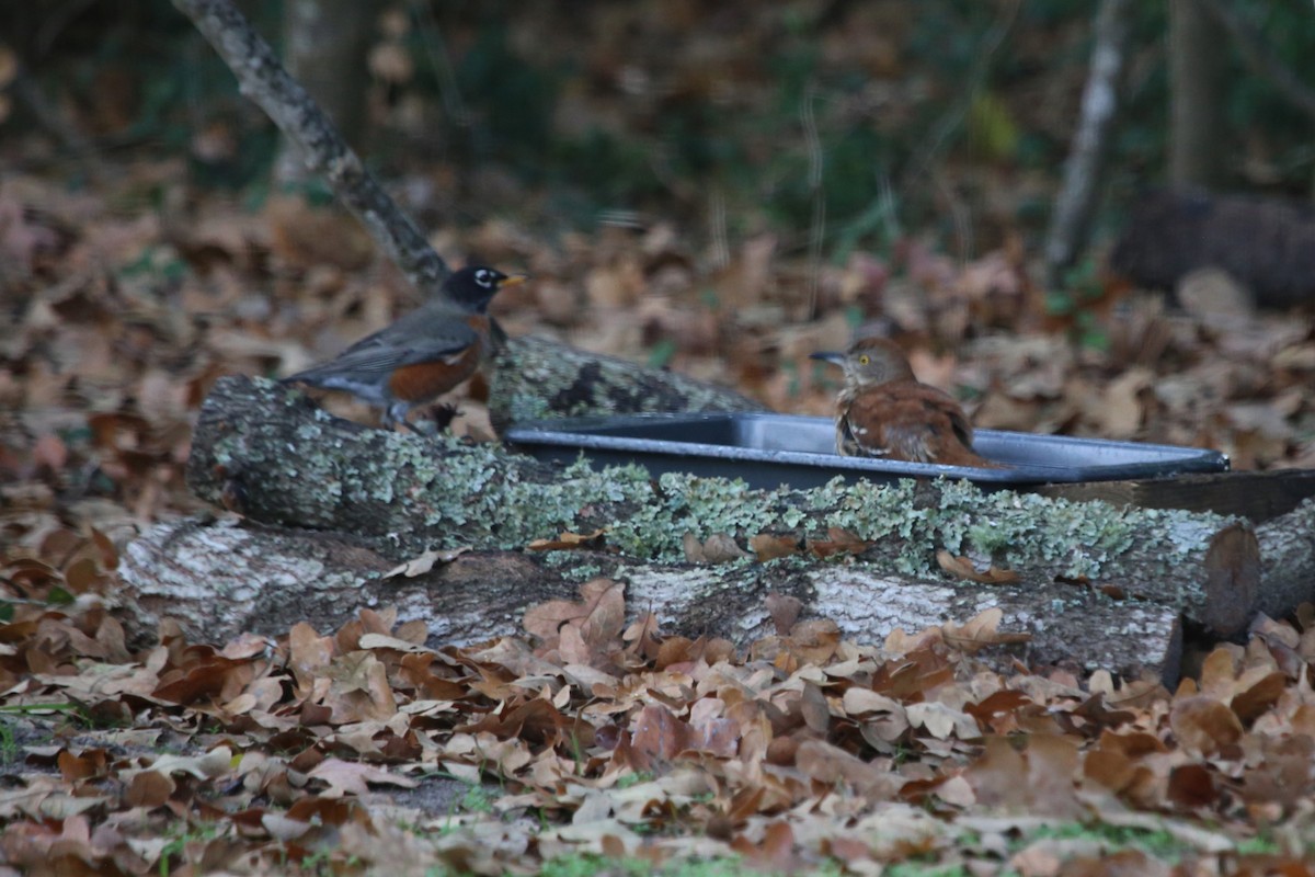 brunspottefugl - ML647457801